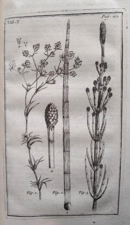 Synopsis Methodica Stirpium Britannicarum. Editio Tertia.