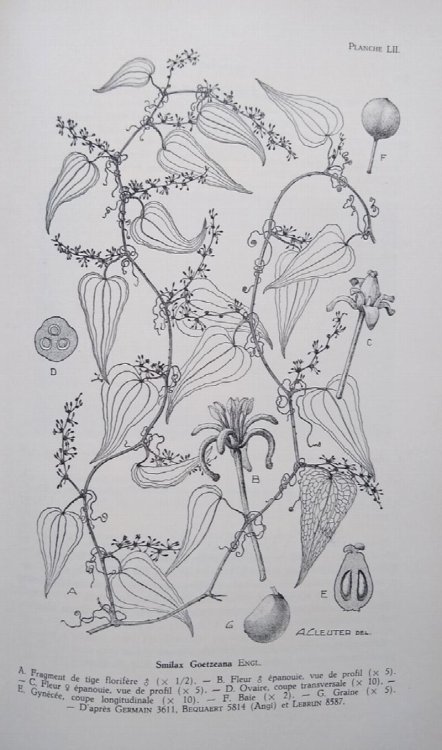 Flore des Spermatophytes du Parc National Albert. Volume III - Monocotylees