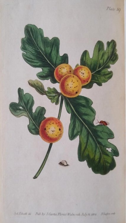 Lectures on Botany, as Delivered to His Pupils, by William Curtis; Arranged by Samuel Curtis, Florist, Walworth. [Three volumes]
