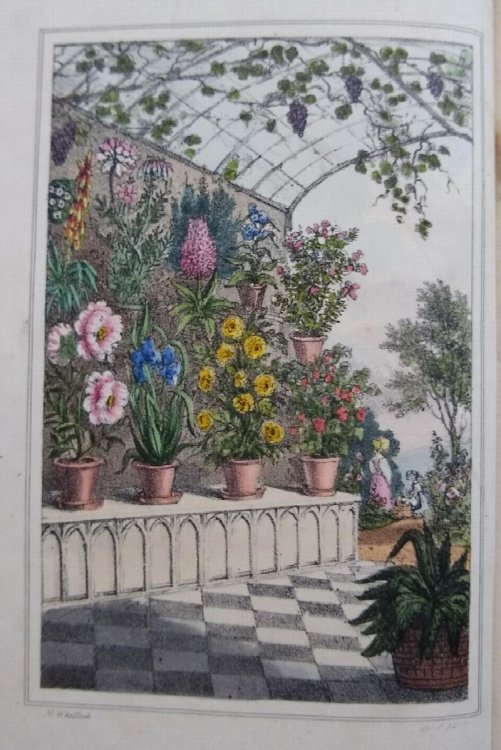 Flora Domestica; or, The Portable Flower-Garden: with directions for the treatment of plants in pots; and illustrations from the works of the poets