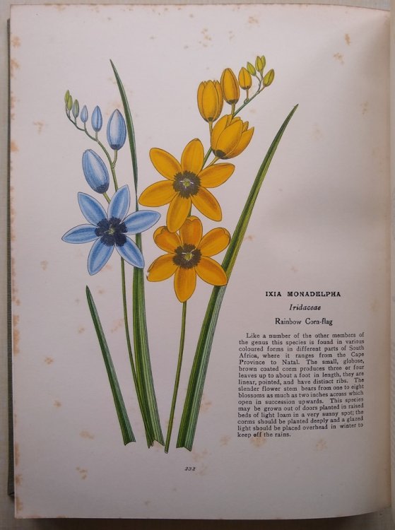 Hardy and Half-Hardy Plants - illustrations and descriptions of beautiful and interesting plants suitable for outdoor culture in the British Isles