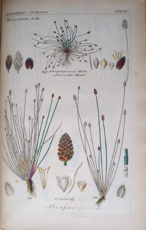 Die Cyperoideen oder die saemmtlichen Riedgraeser und Binsengewaechse der deutschen und mitteleuropaischen flora [Deutschlands Flora mit hochst naturgetreuen, charakteristischen Abbildungen aller ihrer Pflanzenarten in naturlicher Grobe und mit Analysen ]