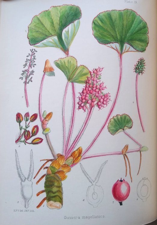 Illustrations of the Flowering Plants and Ferns of the Falkland Islands