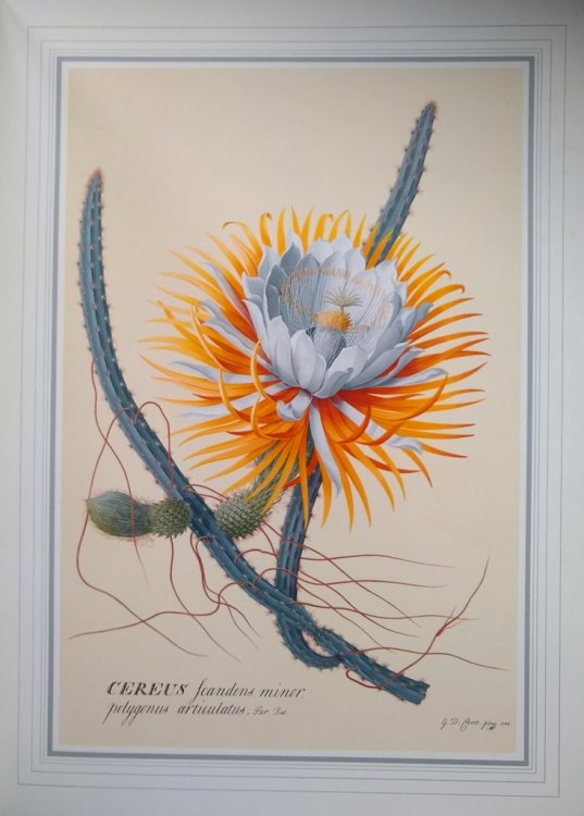 Georg Dionysius Ehret (1708 - 1770) : Twelve coloured rerpoductions from the original paintings on vellum, with an introduction and descriptive text