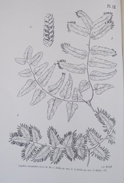 Contribution a l'etude de la Flore de la Lunda d'apres les recoltes de Gossweiler (1946-1948)