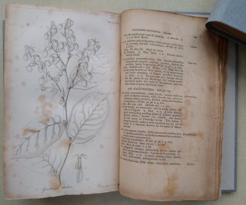 Flora Americae Septentrionalis; or, A Systematic Arrangement and Description of the Plants of North America. Containing, besides what have been described by preceding authors, many new and rare species, collected during twelve years travels and residence.