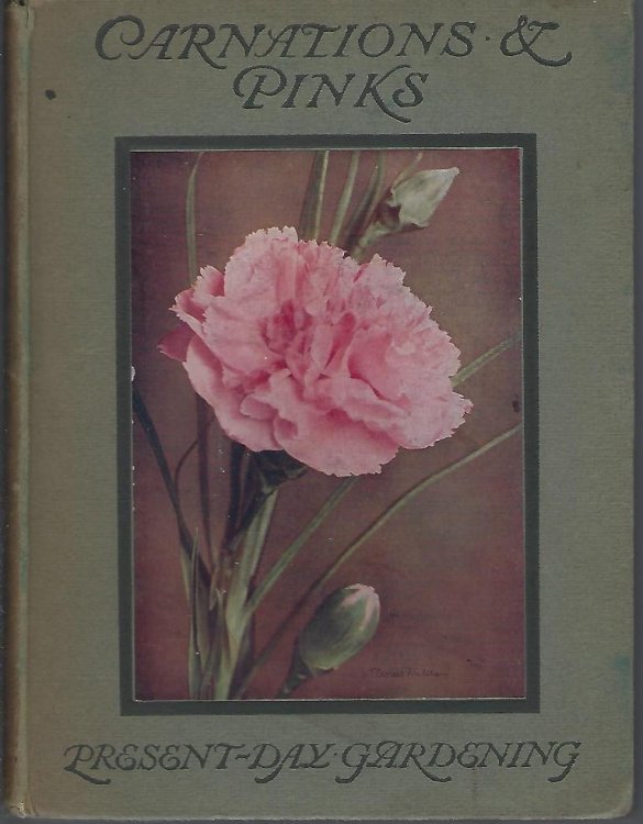 Carnations and Pinks