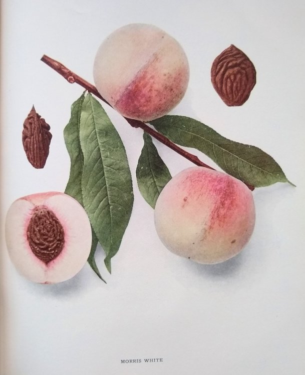 The Peaches of New York