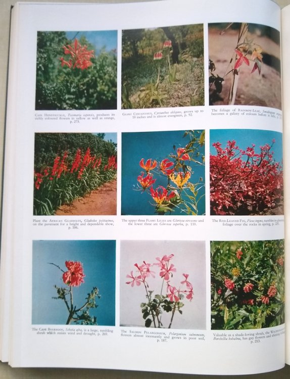 South African Wild Flowers for the Garden - how to grow them, identify them and use themfor effect; bulbs, annuals, perennials, shrubs, trees, succulents