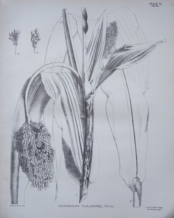 Field and Garden Crops of the North-western Provinces and Oudh, with illustrations. Volumes I & II