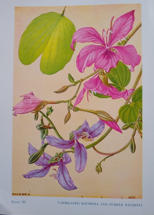 Flowering Trees and Shrubs in India