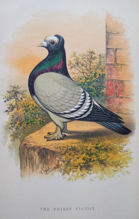Fancy Pigeons - containing full directions for their breeding and management, with description of every known variety and all other information of interest or use to pigeon fanciers.