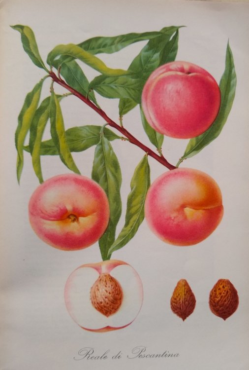 Peschicoltura