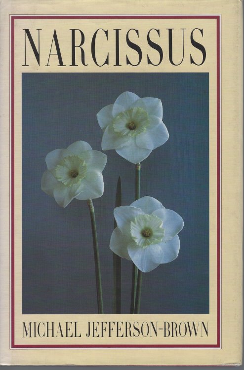 Narcissus