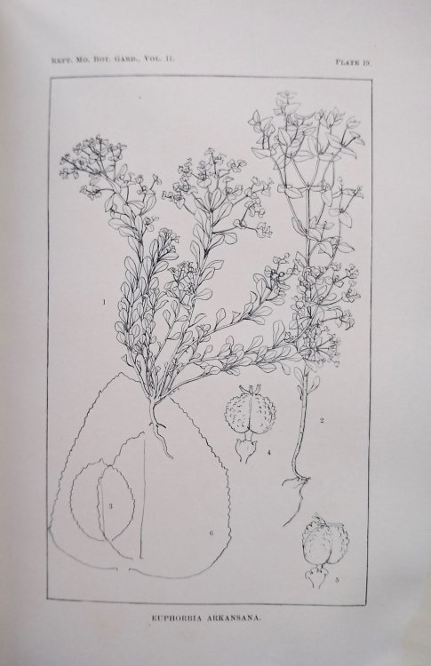 A Revision of the American Species of Euphorbia of the section Tithymalus occurring north of Mexico. [Missouri Botanical Garden, Eleventh Annual Report]
