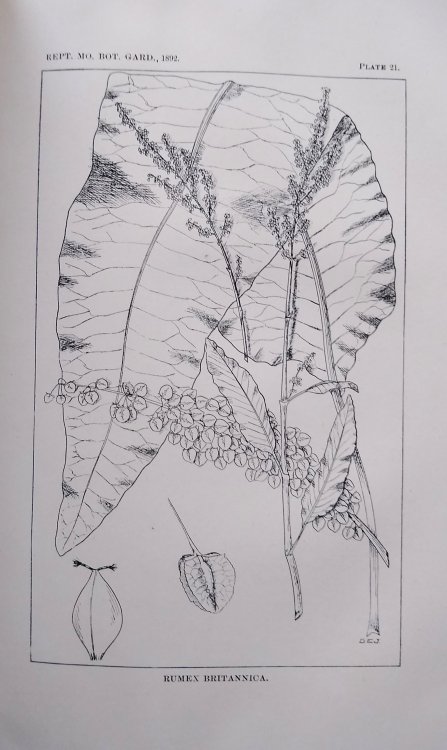 Revision of North American Species of Rumex. The Yucca Moth and Yucca Pollination.Missouri Botanical Garden Third Annual Report