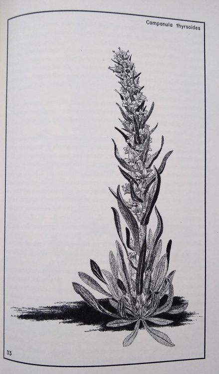 The Garden of Bellflowers in North America