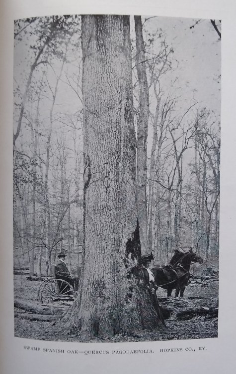 Native Trees of Kentucky