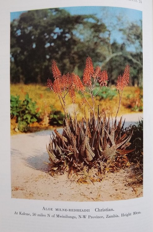 The Aloes of Tropical Africa and Madagascar [Alan Roger's copy]