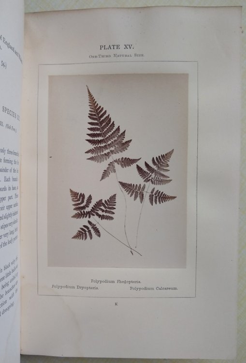 Ferns of the British Isles, Described and Photographed