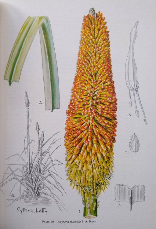 The South African Species of Kniphofia