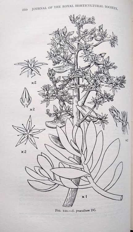 An Account of the Genus Sedum as Found in Cultivation