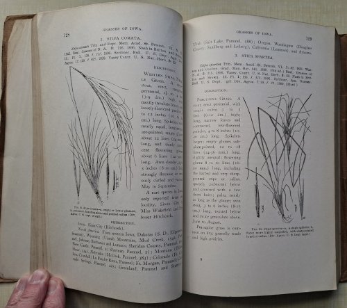 The Grasses of Iowa [Ron Payne's copy]