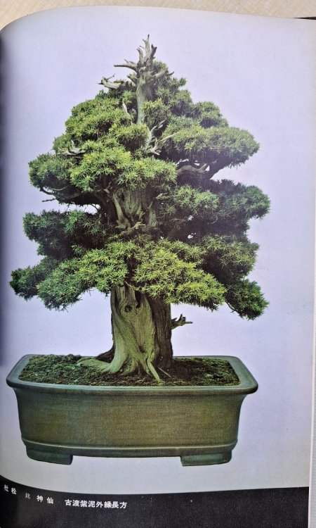 How to Create and Enjoy Bonsai