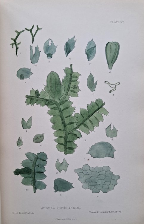 The Hepaticae of the British Isles, being figures and descriptions of all known species