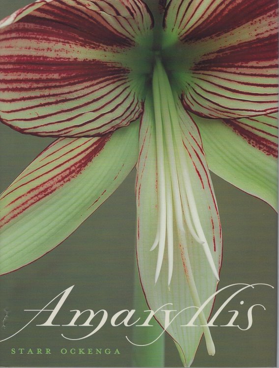 Amaryllis
