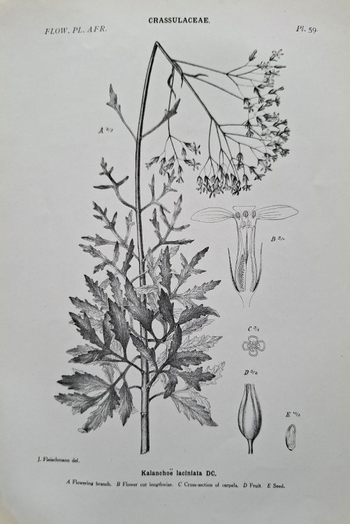 The Flowering Plants of Africa. An Analytical Key to the Genera of African Phanerogams