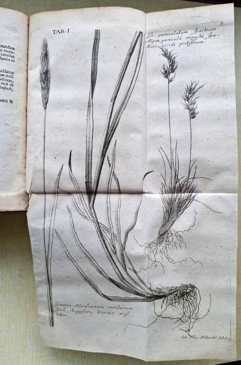 Agrostographia sive Graminum, Juncorum, Cyperorum, Cyperoidum. iisque affinum Historia [C.E. Hubbard's copy]