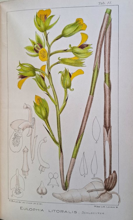 Icones Orchidearum Austro-Africanarum Extra-Tropicarum ; Figures, with Descriptions, of Extra-Tropical South African Orchids