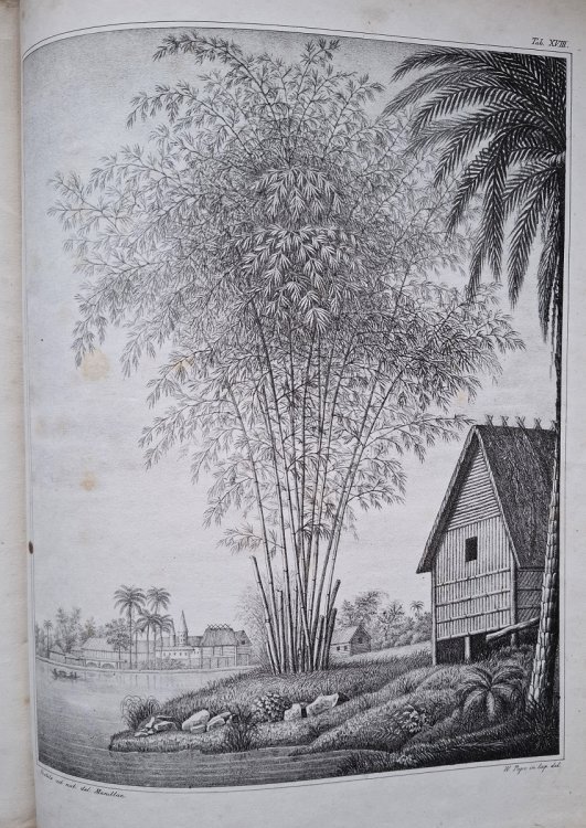 Bambuseae [J.S. Gamble's copy]