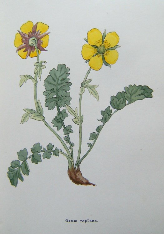 Flowers of the Engadine, Drawn From Nature