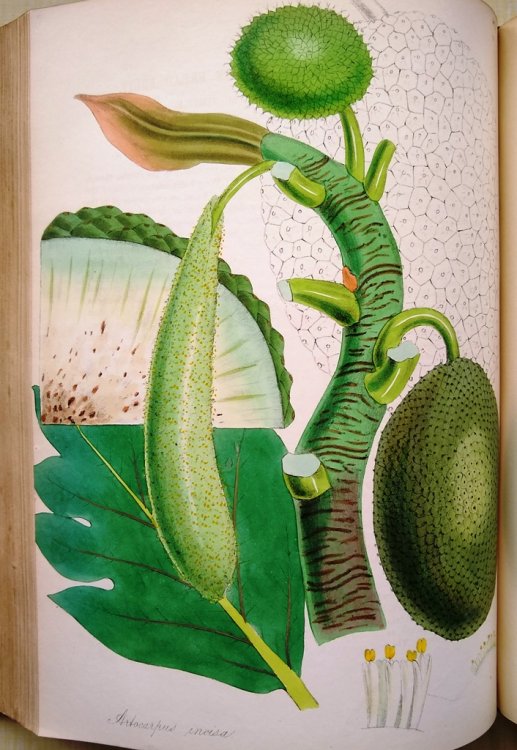 Plantae Utiliores; or Illustrations of Useful Plants, Employed in the Arts and Medicine [Volumes 1, 2 and part of volume 3 ]