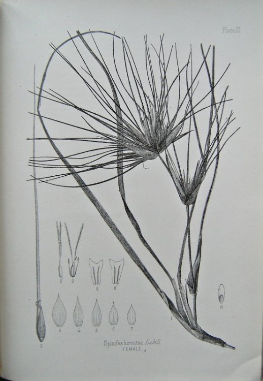 The Indigenous Grasses of New Zealand