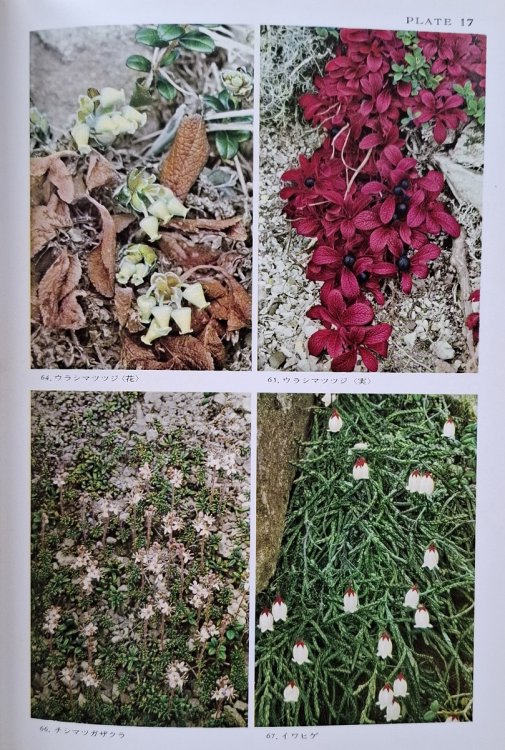 Alpine Flora of Japan in Colour. Two volumes.
