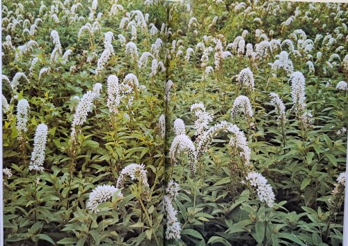 Wild Flowers of Japan [Yamakei Color Deluxe]