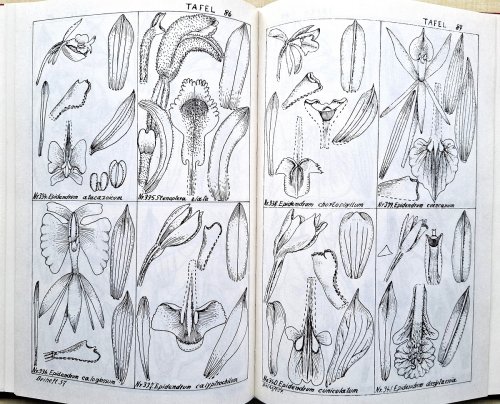 Die Orchideenflora von Rio Grande do Sol. (1925). Figuer-Atlas zu den Orchideenfloren der Sudamerikanishen Kordillerenstaaten (1929). Beitrage zur Orchideenkunde von Zentralamerika. I - Orchidaceae Powellianae Panamenses. II - Additamenta ad Orchideolog