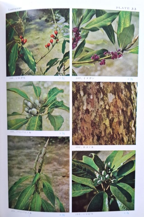 Coloured Illustrations of Trees and Shrubs of Japan