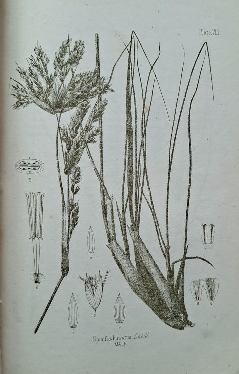 Manual of the Indigenous Grasses of New Zealand