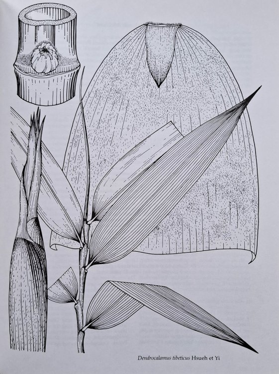 Bamboos of China