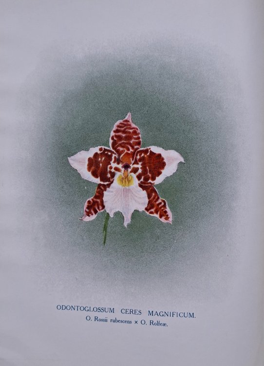 The Orchid World Volumes I and III - a monthly illustrated journal entirely devoted to orchidology