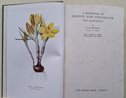 A Handbook of Crocus and Colchicum for Gardeners [Wilfrid Blunt's copy]