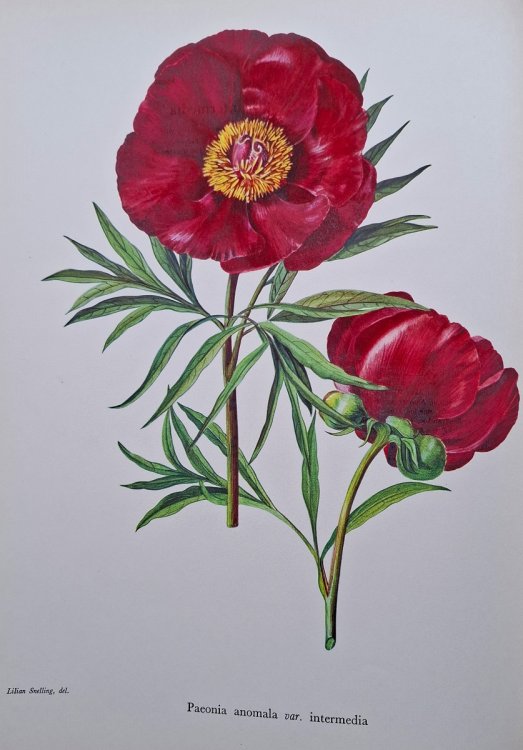 A Study of the Genus Paeonia