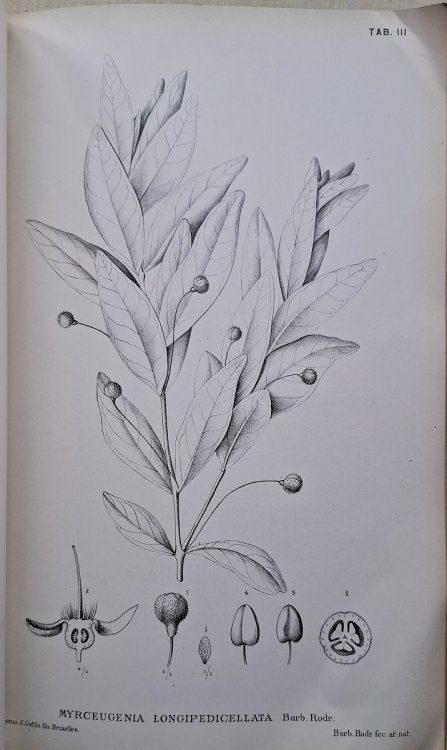Myrtacees du Paraguay, recuillies par Mr le Dr Emile Hassler