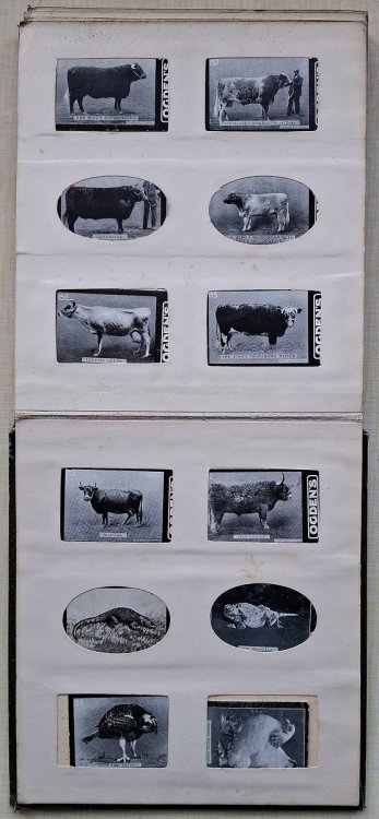 156 Ogden's Cigarette Cards (mainly dogs. horses, wild animals)