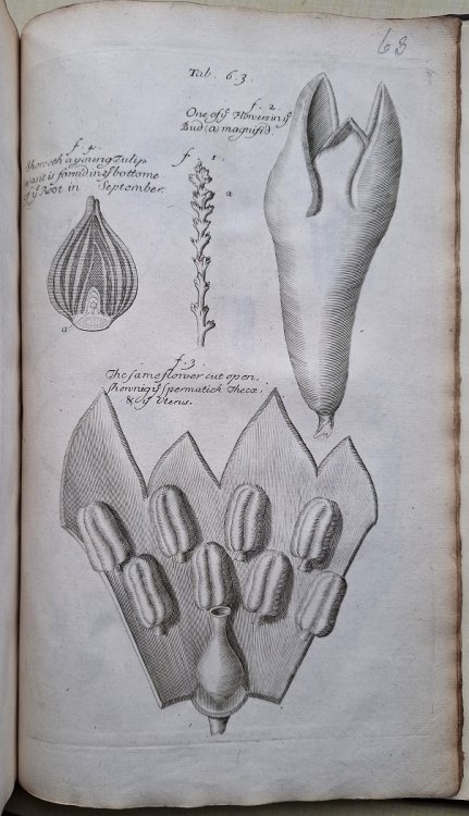 The Anatomy of Plants. With an Idea of a Philosophical History of Plants, and Several Other Lectures Read Before the Royal Society
