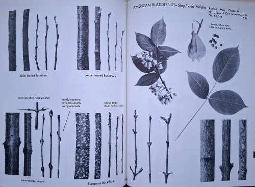 The Shrub Identification Book - the visual method for the practical identification of shrubs, including woody vines and ground covers
